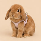 Rabbit Chinchilla Harness & Leash Leather Set
