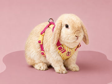 Harness